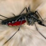 El Virus del Zika