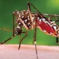 Comunidad al Día, Mosquitos Aedes