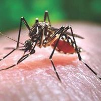 Enfoque, Virus Tropical llamado Chikungunya