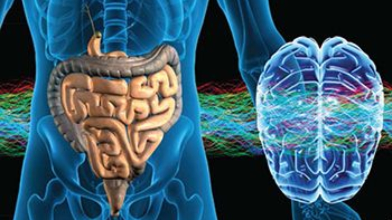 Médico Especialista, El cerebro intestinal es un auténtico centro de elaboración de información