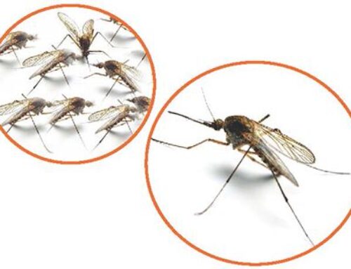 La Picada de Insectos y sus consecuencias.