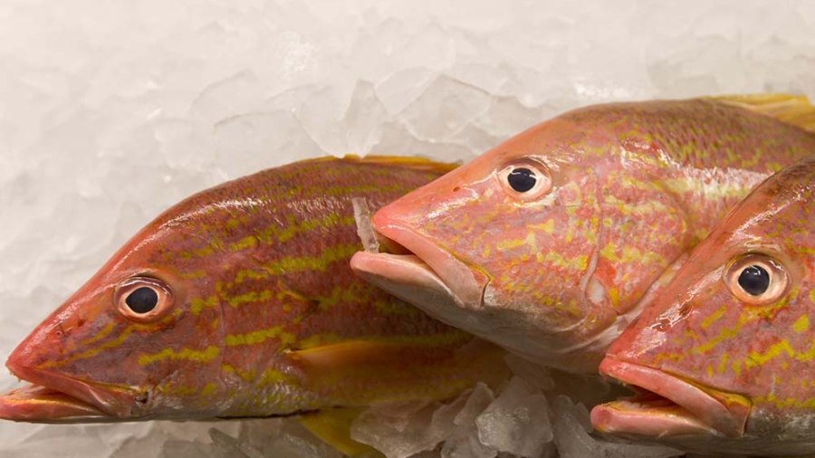 Raw fish on ice in a seafood store display.  Food, eating, food safety, nutrition.  UF/IFAS Photo by Tyler Jones.