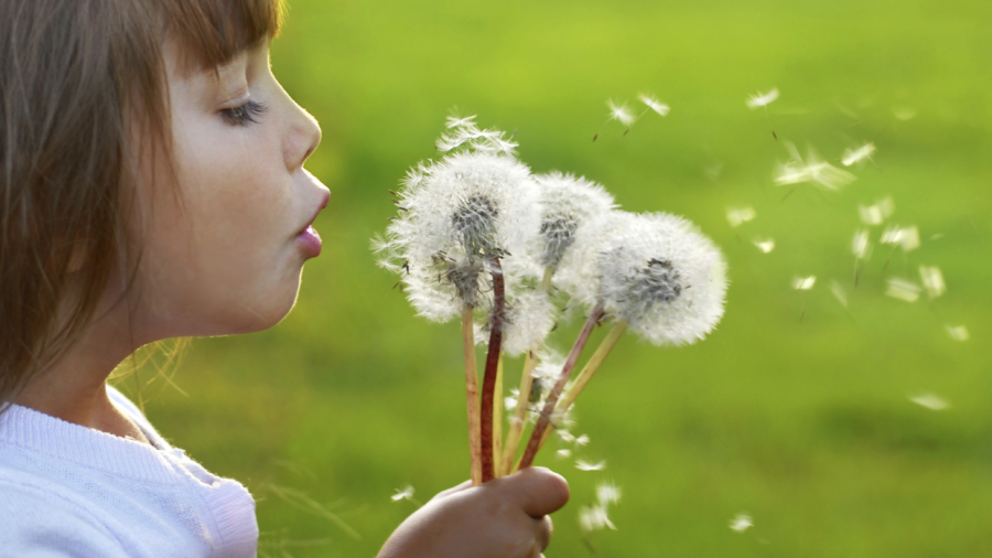 dandelion-wishes-home-page